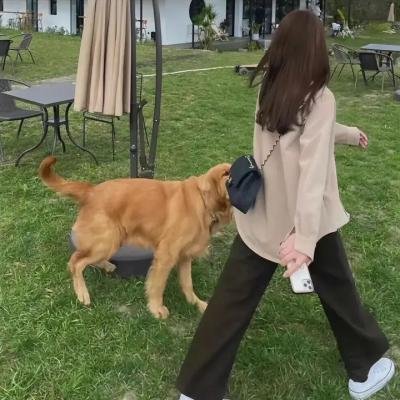 黑人奥菲尔